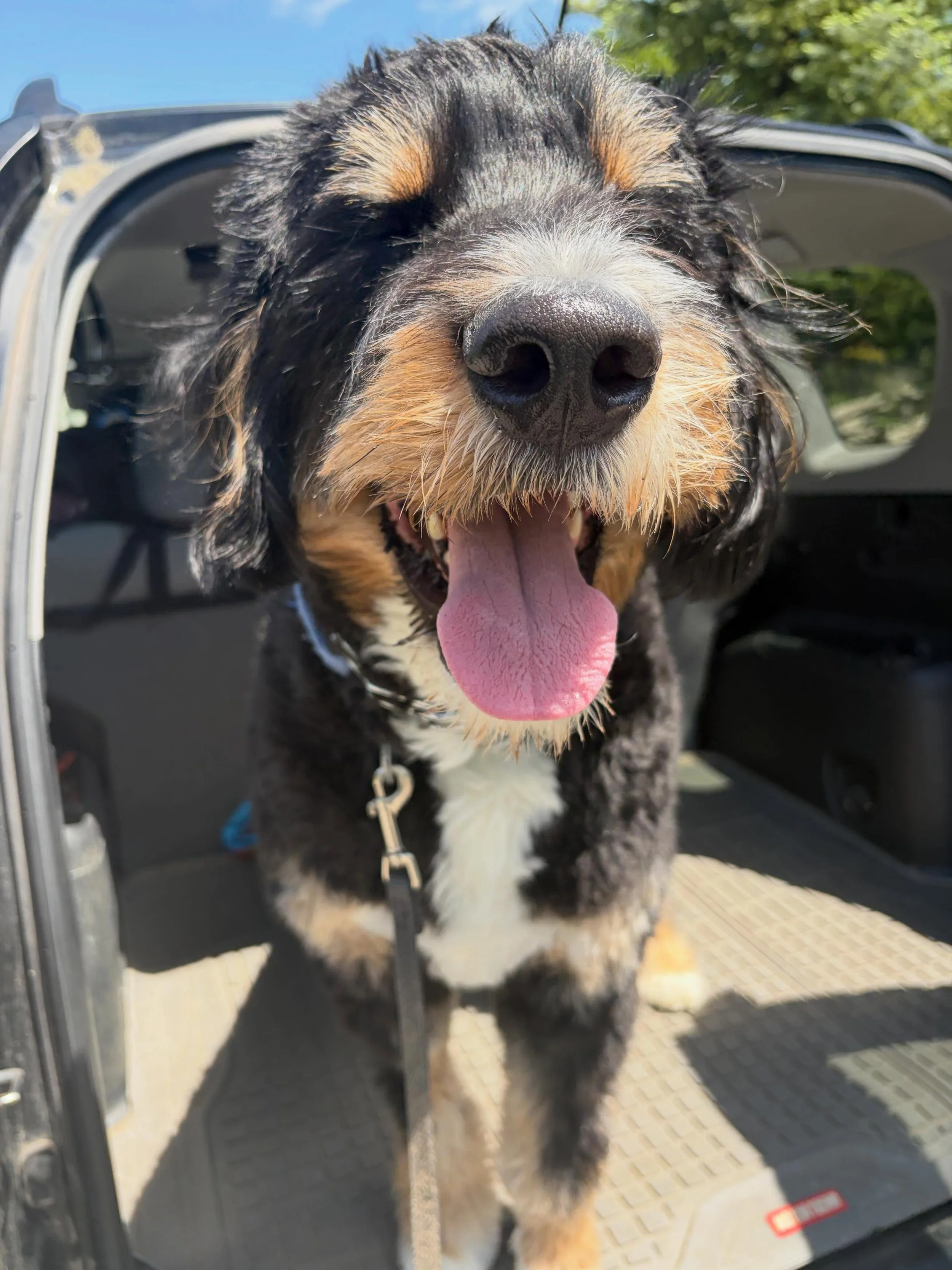 ✨ Boop the snoot ✨ 

😁 One air high five to whoever can guess his name!

Clues:
&bull; 6 letters
&bull; Wild West adjacent 
&bull; Raccoons have the same nickname 
.
.

💻 SSBoarding.net
Dog Boarding | Dog Training | Pet Sitting
.
.
.
#greenwoodindi