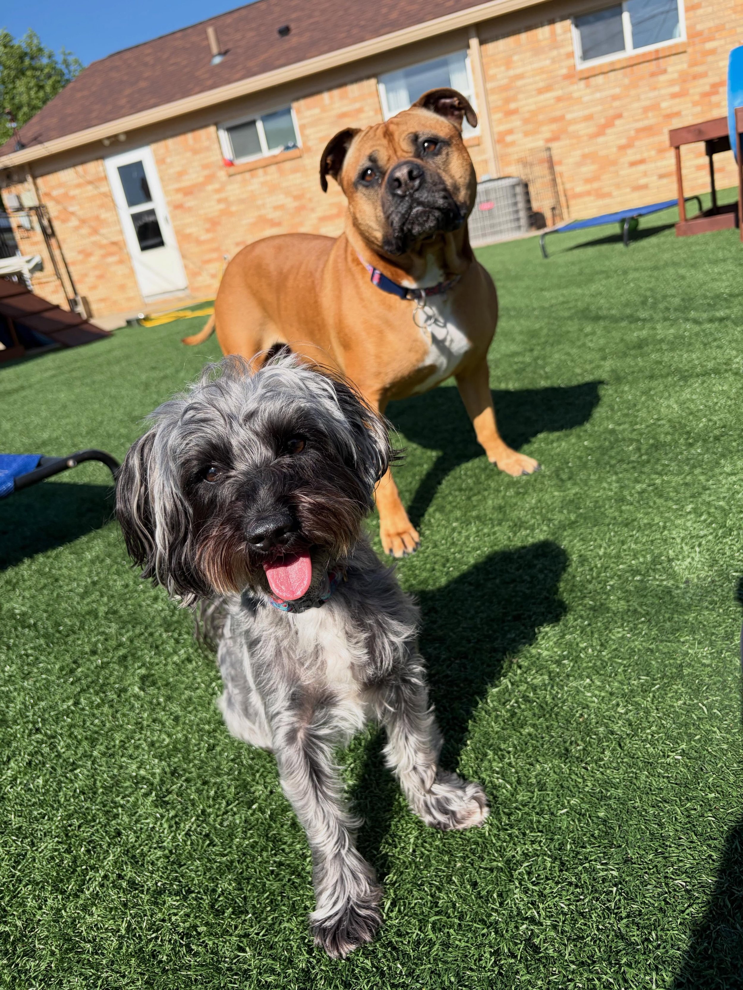 🐝 Busy bee to completely zonked out. 

😴 Play hard, nap harder
.
.

💻 SSBoarding.net
Dog Boarding | Dog Training | Pet Sitting
.
.
.
#greenwoodindiana #indianadogs #indianadogdaycare #indianapolisindiana