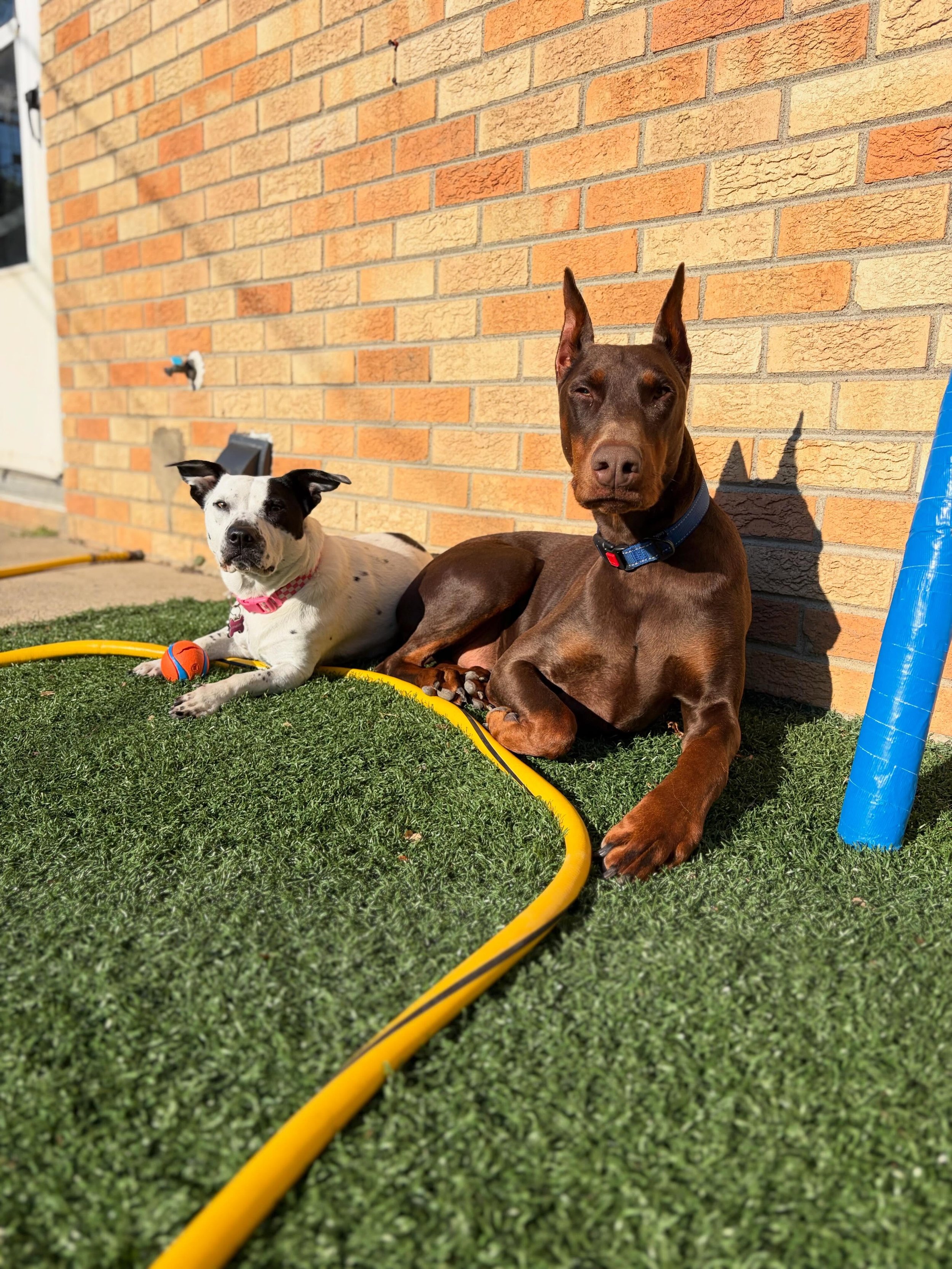 😎 Sunbathing or chasing the flirt pole&hellip;. Thor is happy to go with the flow. 
.
.

💻 SSBoarding.net
Dog Boarding | Dog Training | Pet Sitting
.
.
.
#greenwoodindiana #smalltowngreenwood #indianadog #indianadogboarding