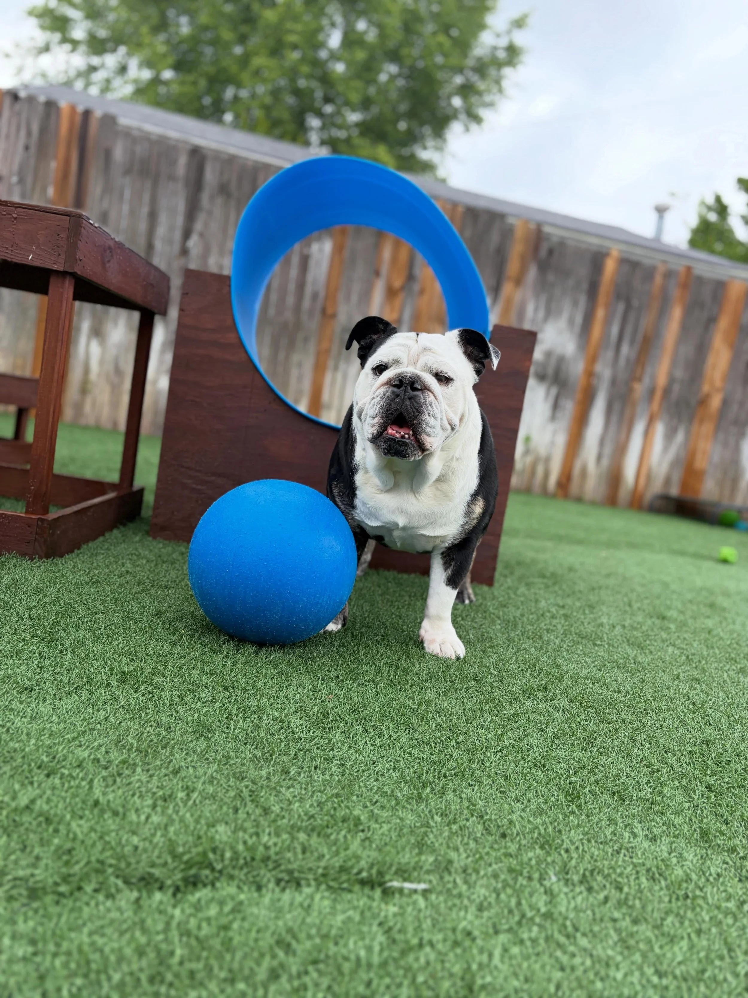 💪 Body of a bulldog&hellip;. Herding skills of a Border Collie. 
.
.

💻 SSBoarding.net
Dog Boarding | Dog Training | Pet Sitting
.
.
.
#greenwoodindiana