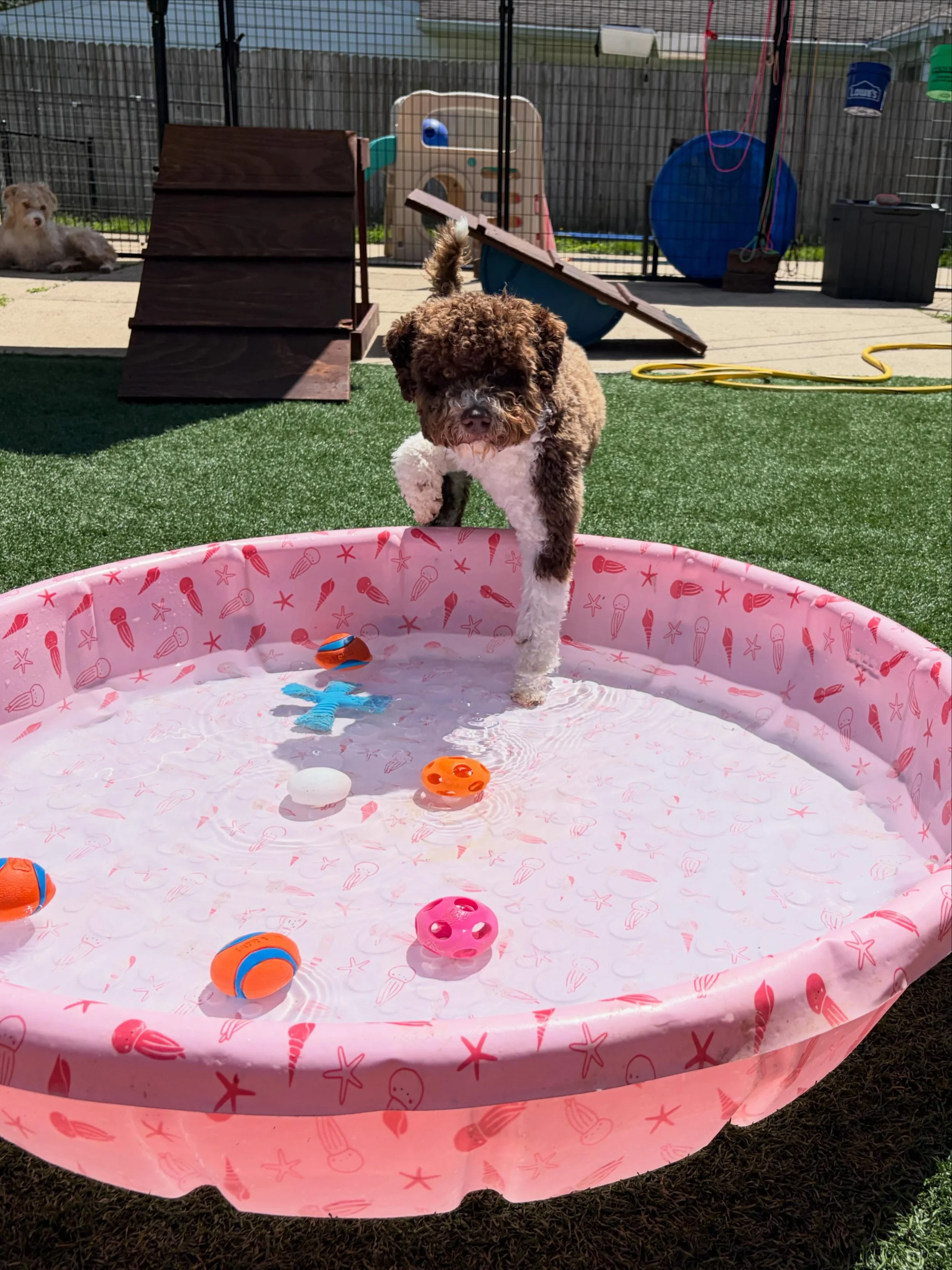 ☀️ What a fun day with this crew!
.
.

💻 SSBoarding.net
Dog Boarding | Dog Training | Pet Sitting
.
.
.
#greenwoodindiana #franklinindiana #centergroveindiana #bargersvilleindiana