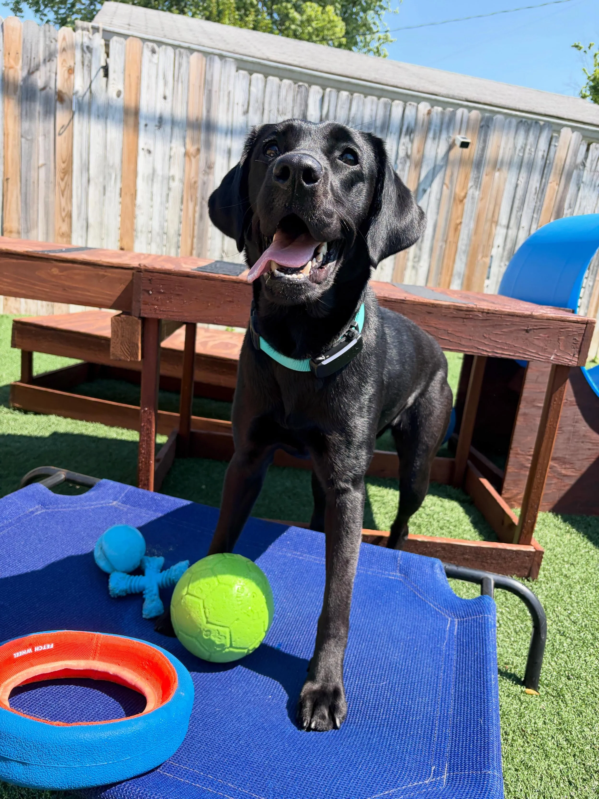 😘 Rizzoli has personality to spare. 

💦 She&rsquo;s not 100% sure about the pool yet&hellip;. But when her favorite toy (the ball) needed rescuing, she jumped right in!
.
.

💻 SSBoarding.net
Dog Boarding | Dog Training | Pet Sitting
.
.
.
#greenwo