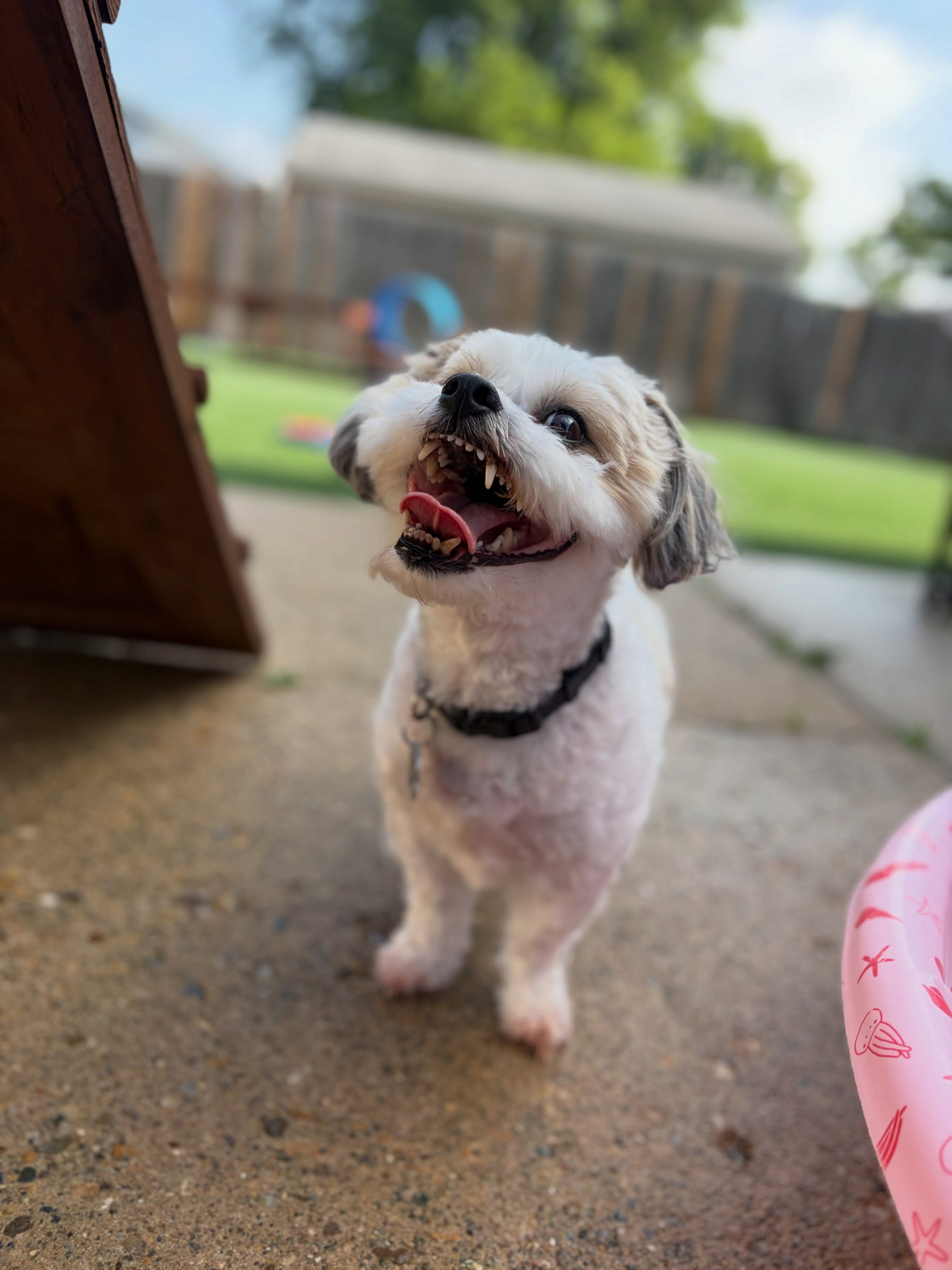 🚨 CUTIE ALERT!

&hearts;️ Thanks for visiting with us, Teddy!
.
.

💻 SSBoarding.net
Dog Boarding | Dog Training | Pet Sitting
.
.
.
#greenwoodindiana #indianadog #bargersvilleindiana #franklinindiana