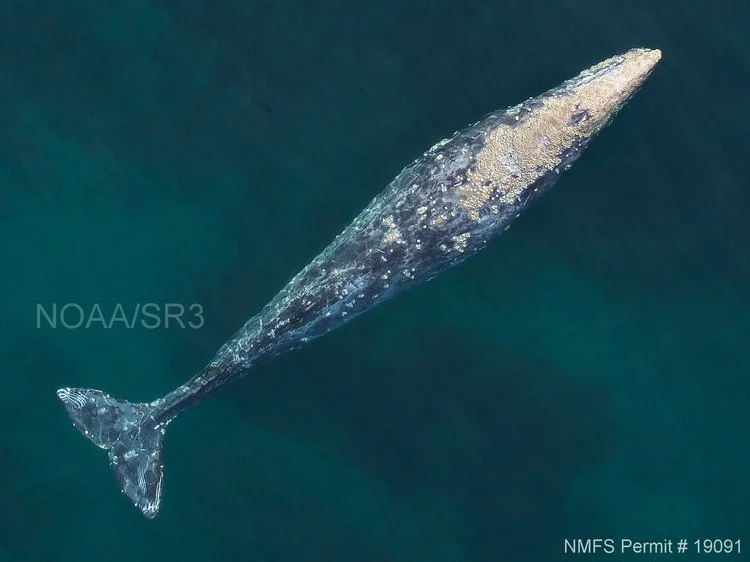 2018+gray+whale.jpeg