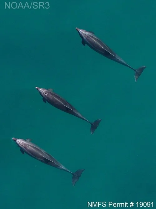 2018+bottlenose+dolphin.jpeg