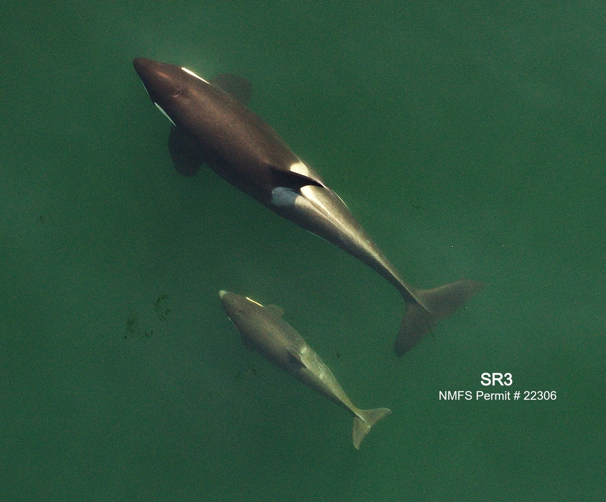 SR3 continues to collect important seasonal data on the endangered population of Southern Resident killer whales. This aerial photogrammetry study is now in its 18th year, making it the longest study to quantitatively monitor the health of these whal