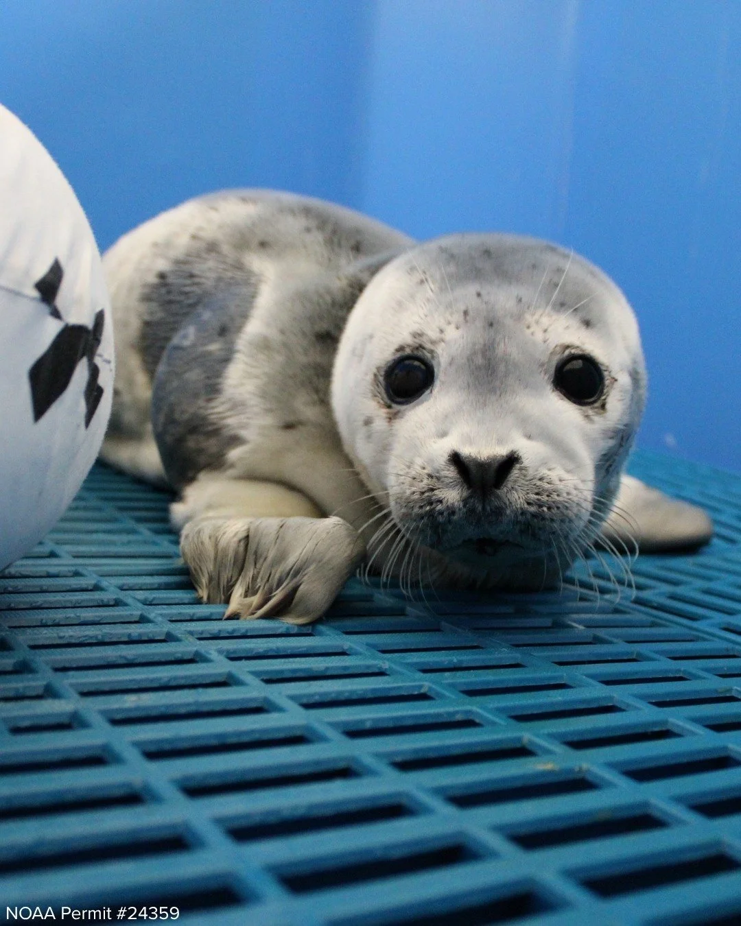 You voted: Meet Orzo! 
 
You can help fund Orzo&rsquo;s care by signing up to make automatic gifts at the Monthly Giving Club link in our bio. Another ocean hero will even match your donations for an entire year! 🌊