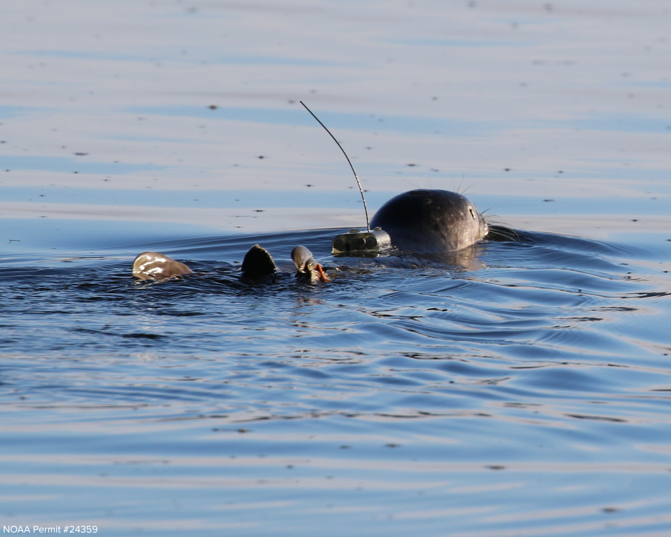   Naga’s first dip in the ocean after her time in care, with her satellite tag and antennae visible on her back.  