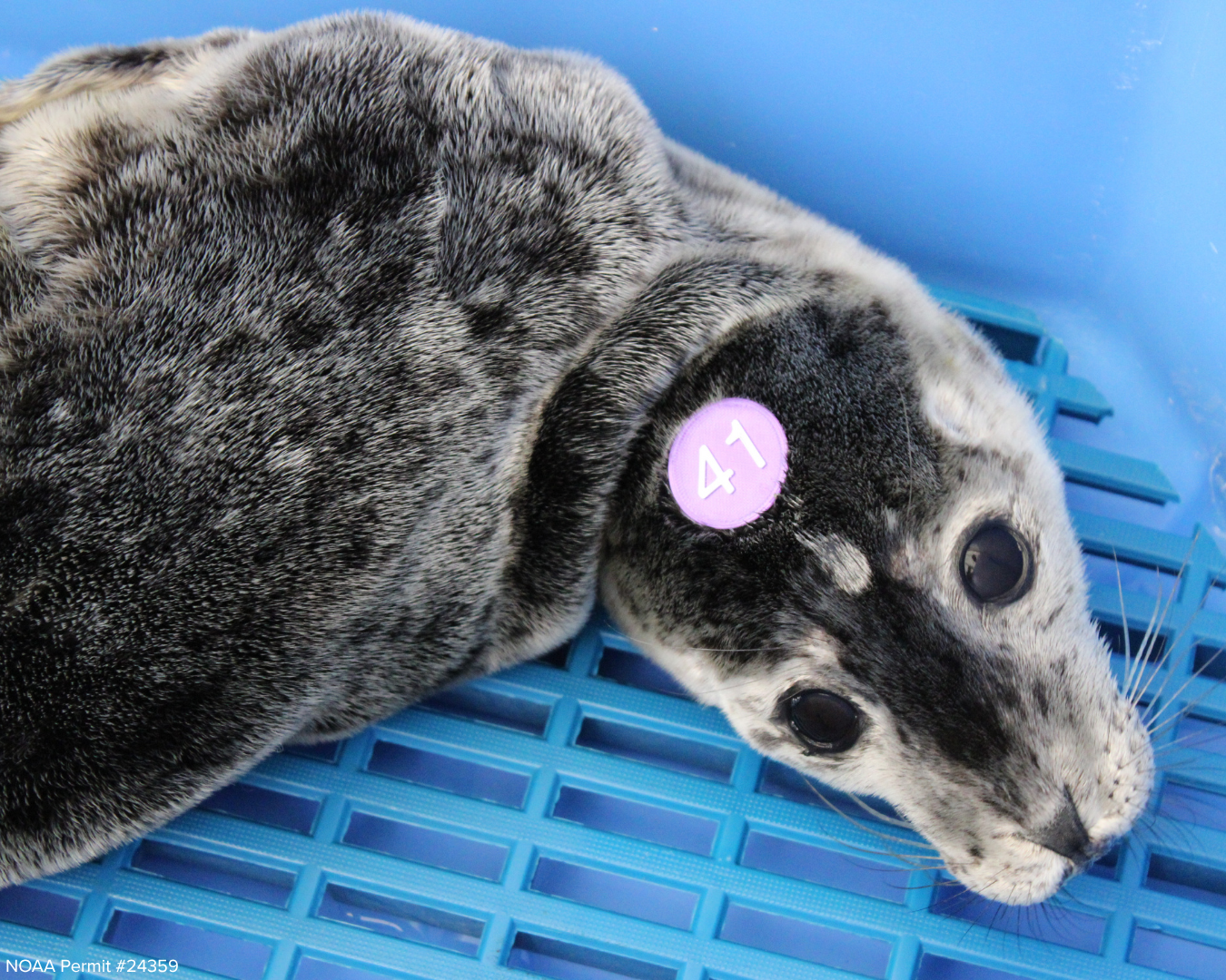   Naga on her first day at the Rescue Center. The wrinkly skin should be filled out with blubber on a healthy seal.  