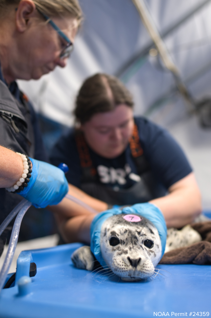   Animal care staff and volunteers measure a stomach tube for 25-7, Macaroni, one of our youngest harbor seal pups who is still in the first stage of feeding.  