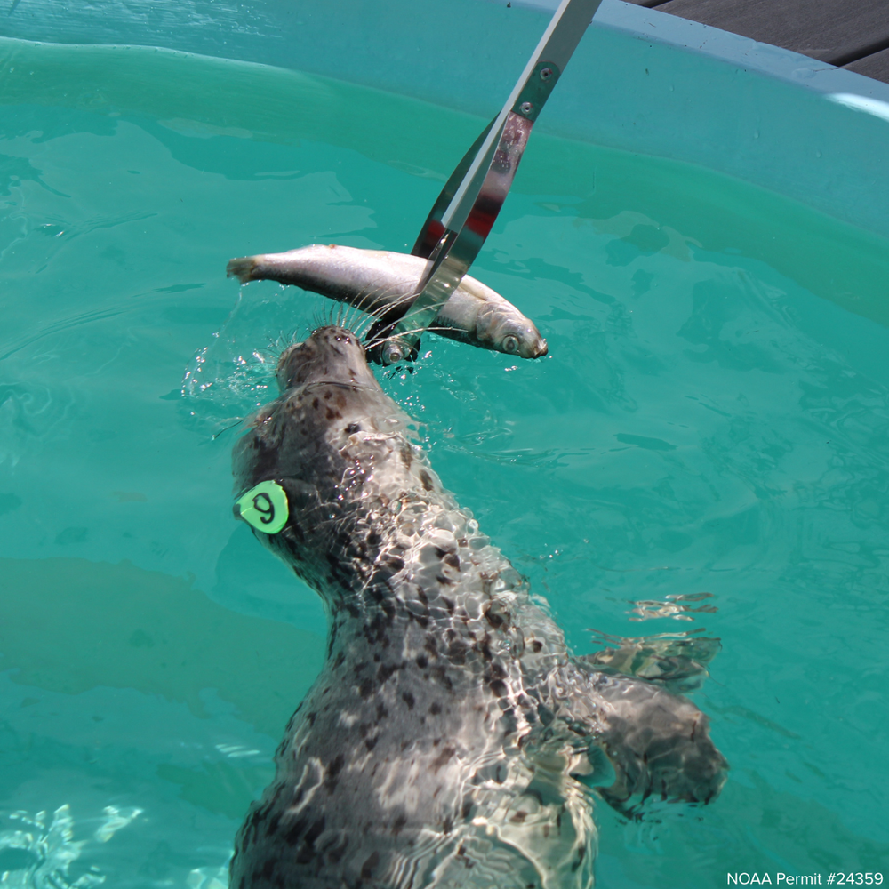   25-6, Gnocchi, has almost graduated fish school. She only requires tongs to help position her fish, and will soon be eating on her own.  