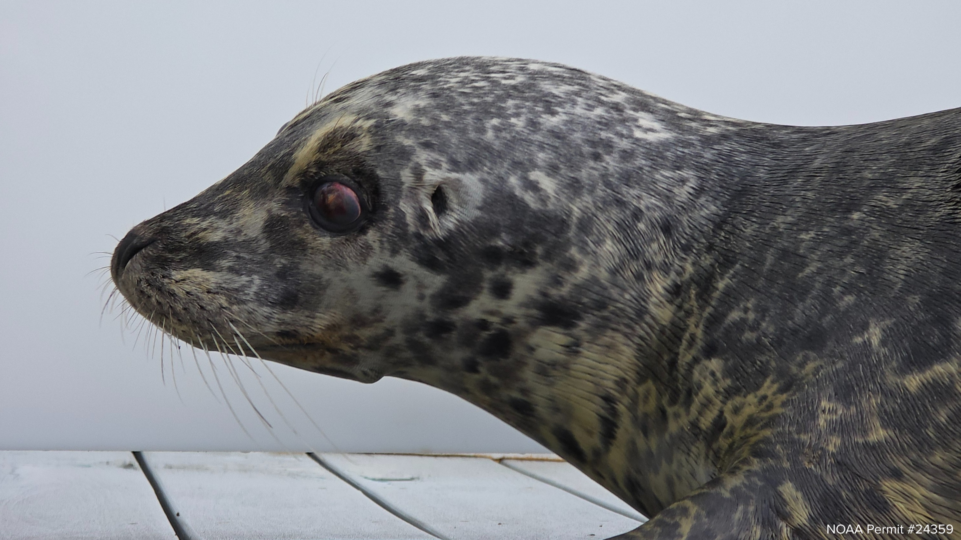 A Preventable Tragedy in the Puget Sound