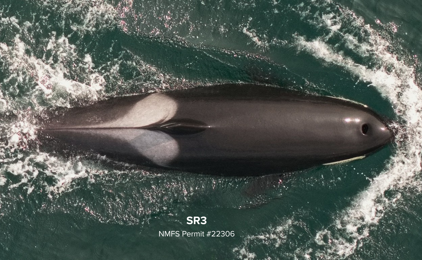 Monitoring Killer Whale Body Condition and Predicting Calf Survival
