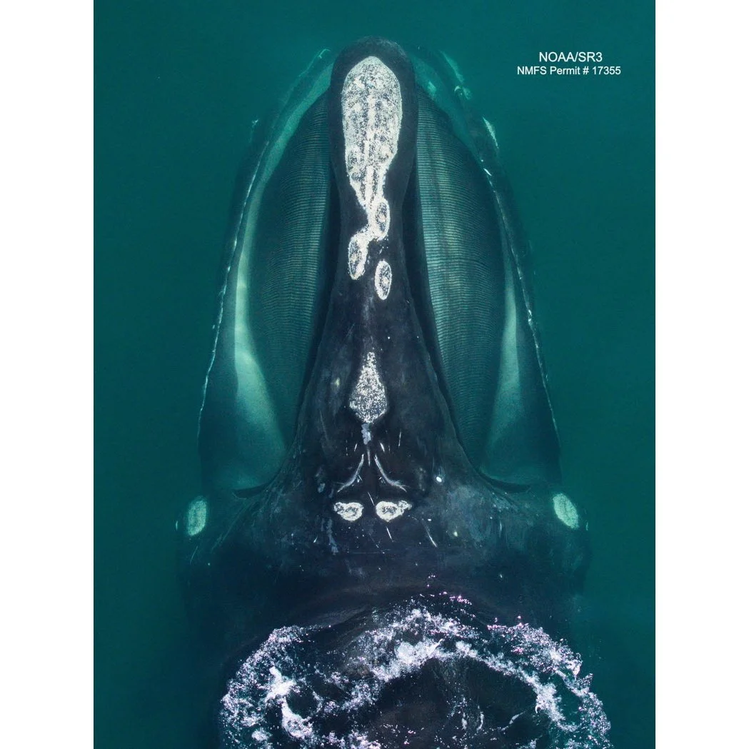 Respiratory microbiomes reflect whale health