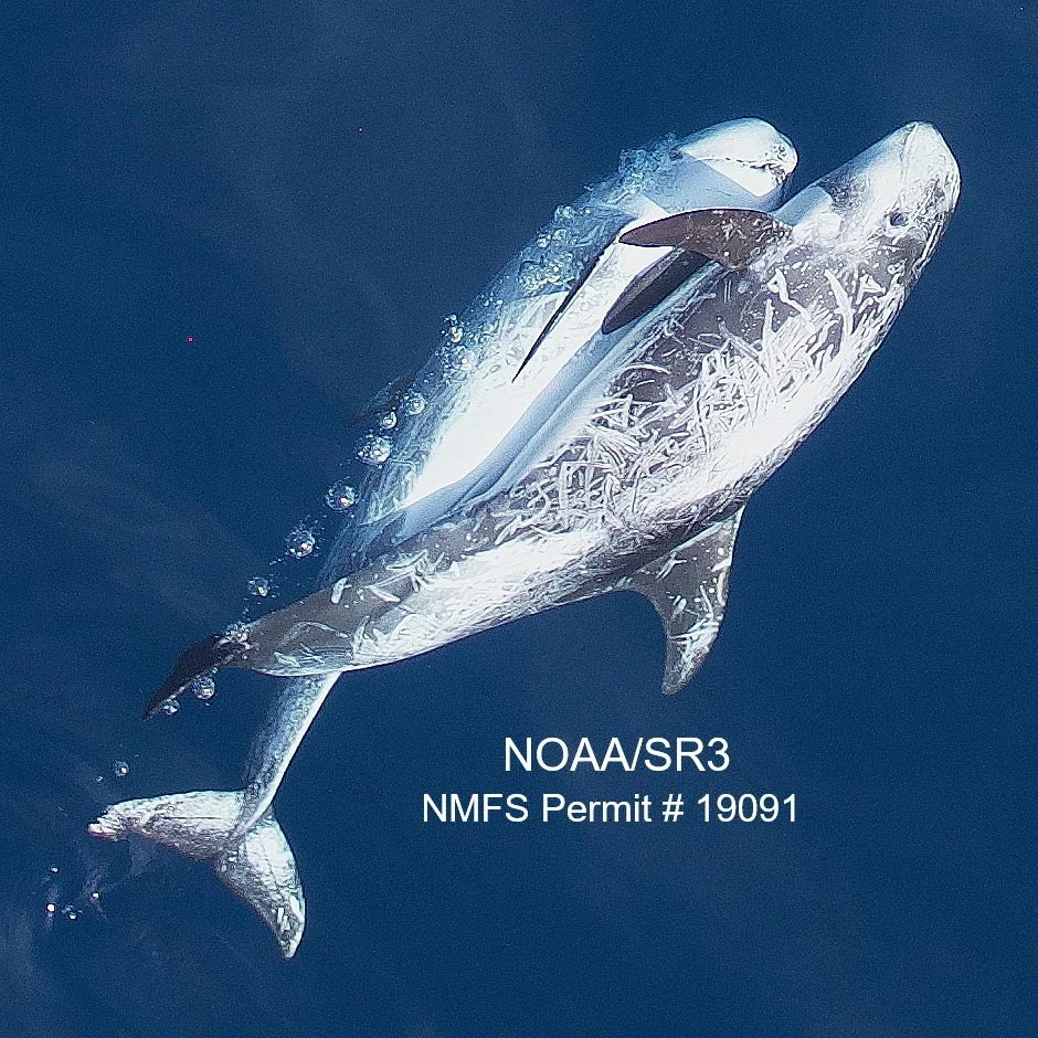 Detecting changes in dynamic social networks using multiply-labeled movement data