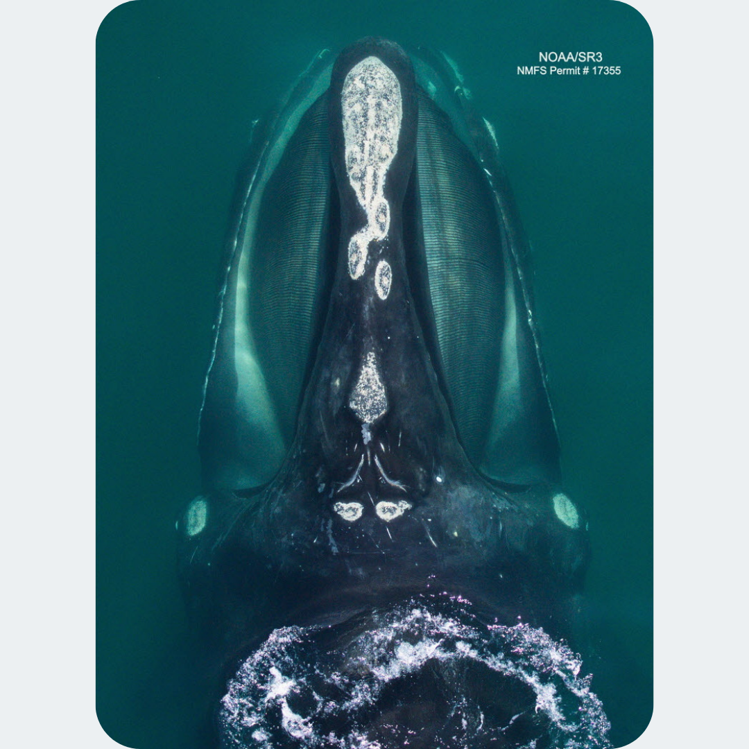 Respiratory microbiomes reflect whale health