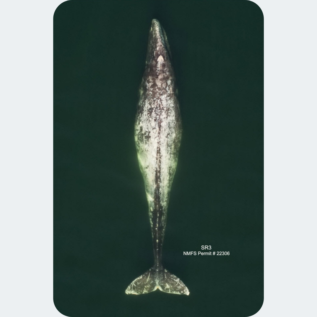 How robust is Eschrichtius robustus? A novel photographic index of body condition from boat-based photographs of gray whales