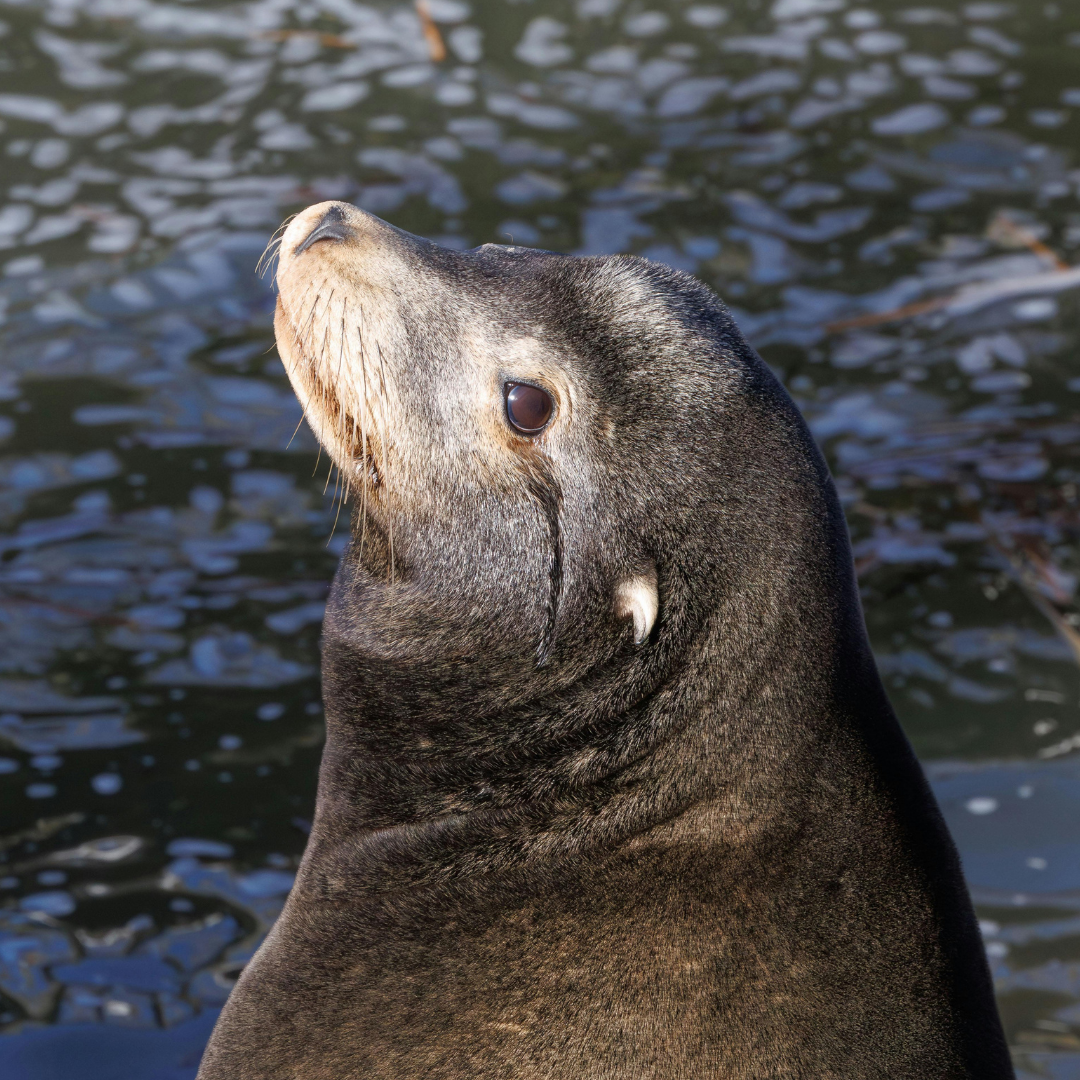 A Human Threat to Marine Mammals