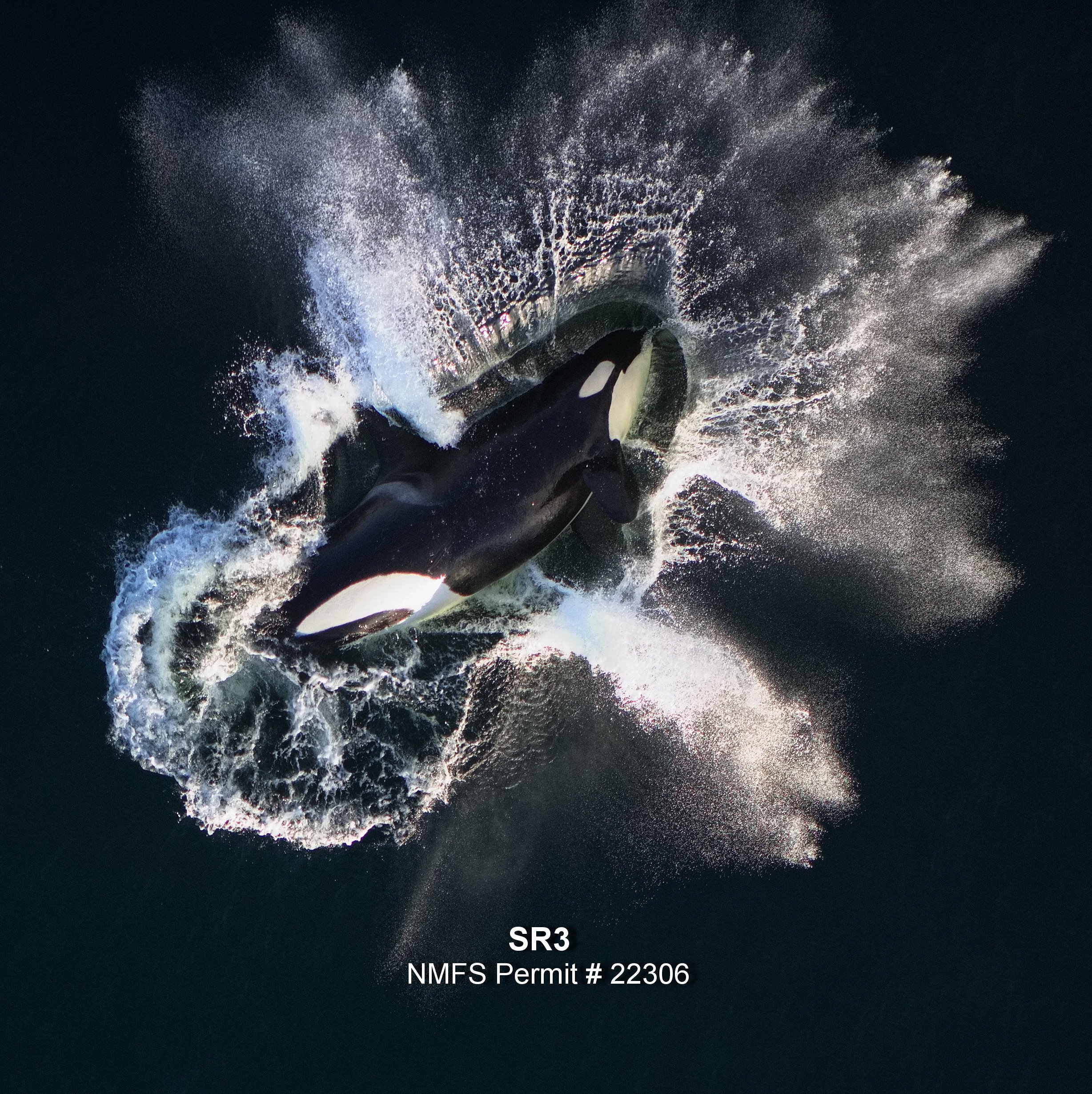 Key Ways You Can Help Protect Southern Resident Killer Whales - And Why it Matters More than Ever