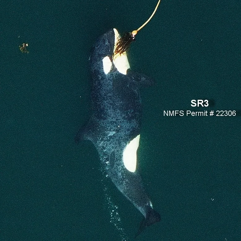 Monitoring the health of new Southern Resident killer whale calves