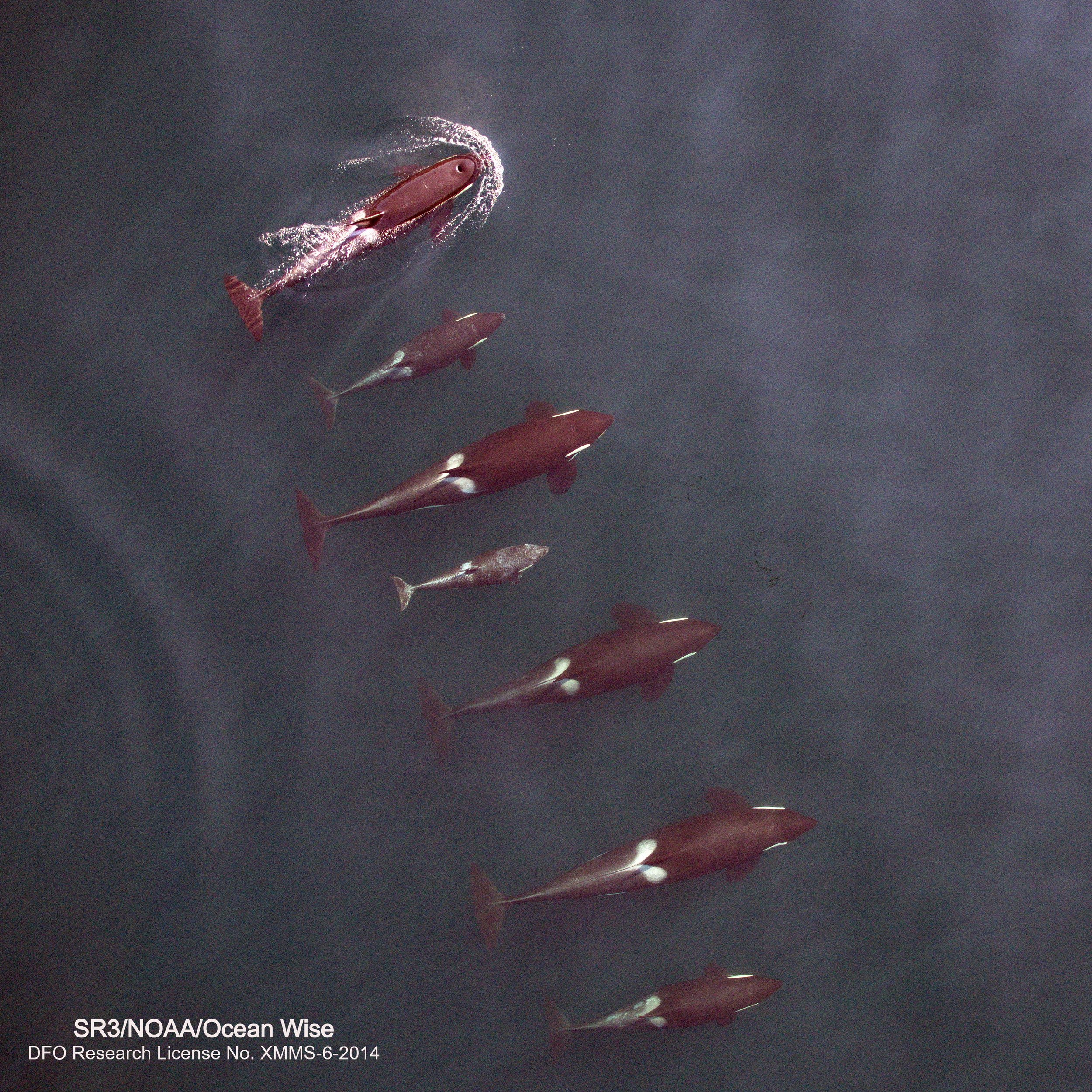 New Publication On The Influence Of Maternal Care On Northern Resident Killer Whale Body Condition