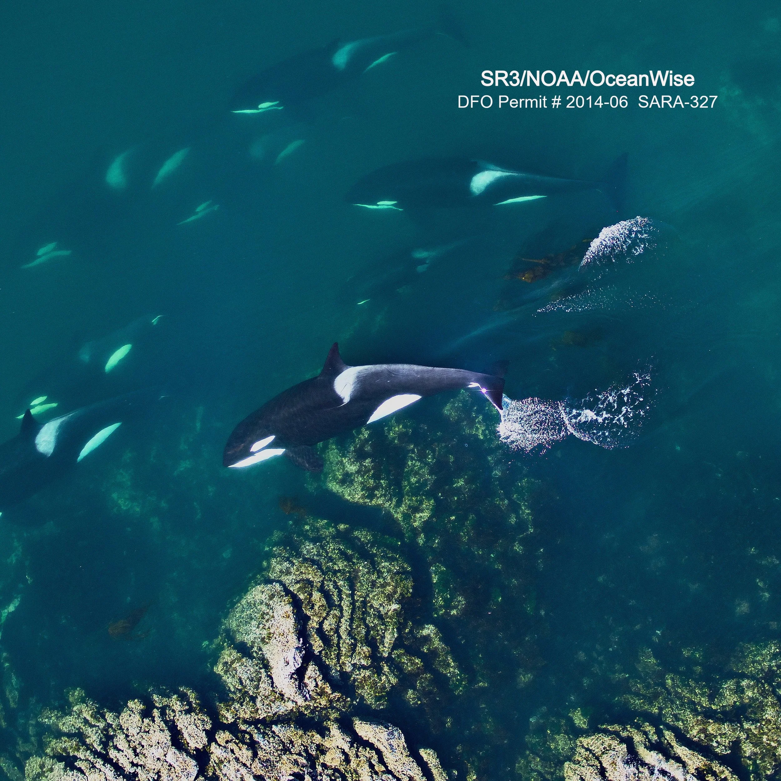 Morphometrics of mammal-eating killer whales in comparison to sympatric fish-eating killer whales