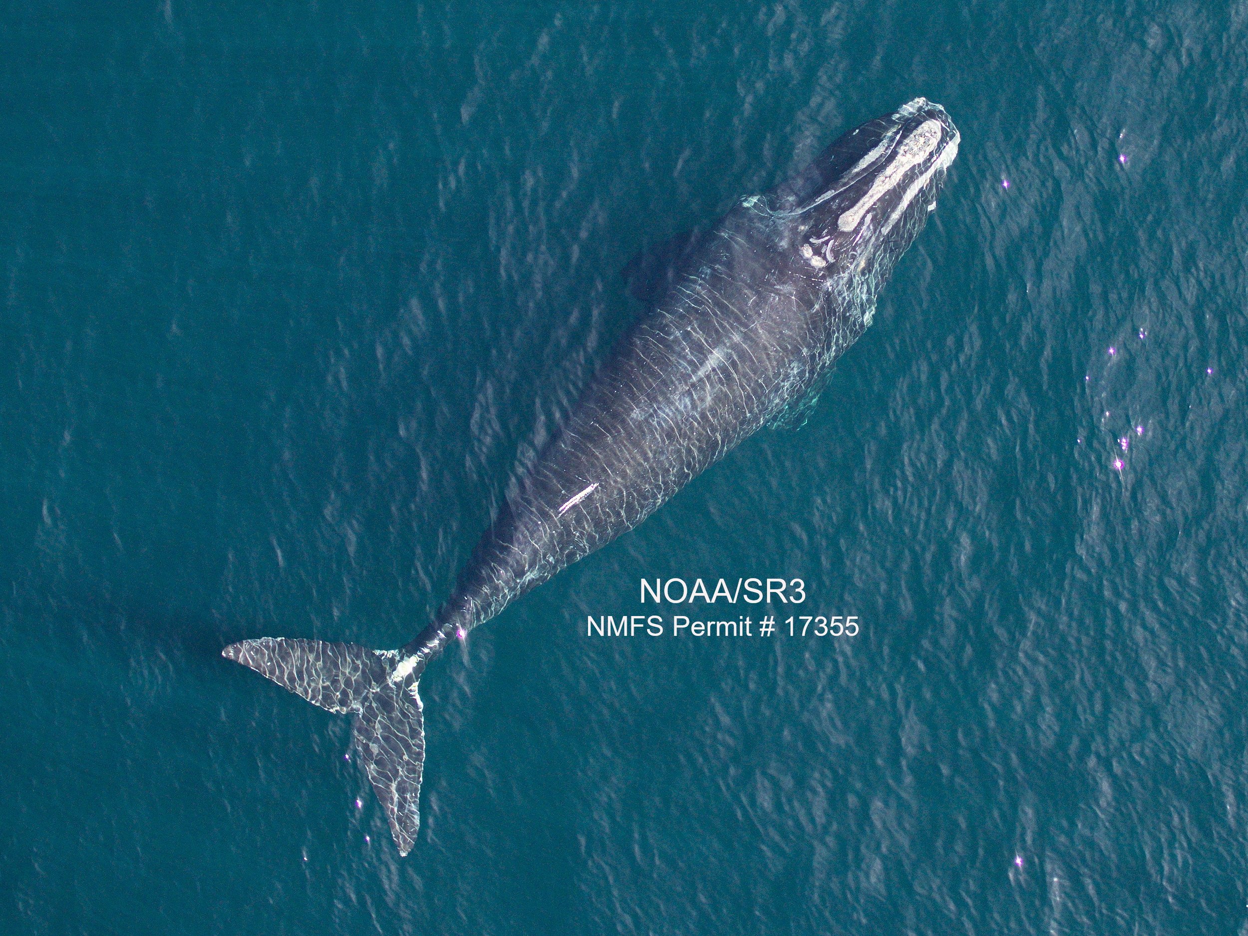 Larger females have more calves: influence of maternal body length on fecundity in right whales