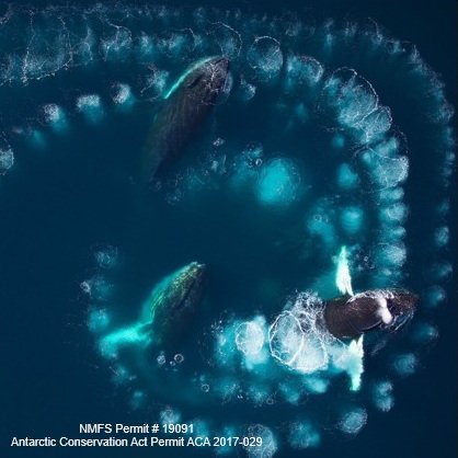 Scaling of maneuvering performance in baleen whales: larger whales outperform