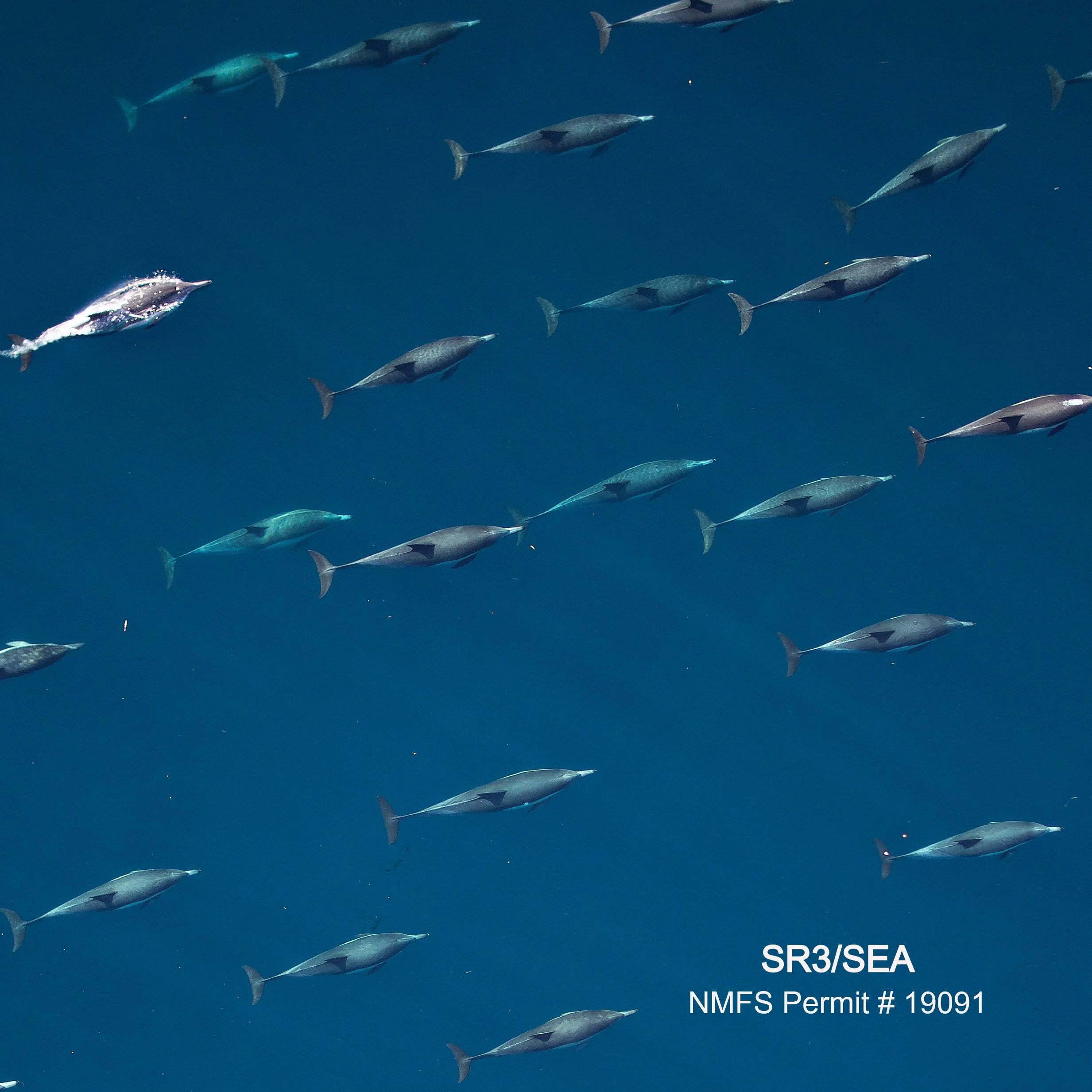 Integrating remote sensing methods to quantify group responses of dolphins to sonar