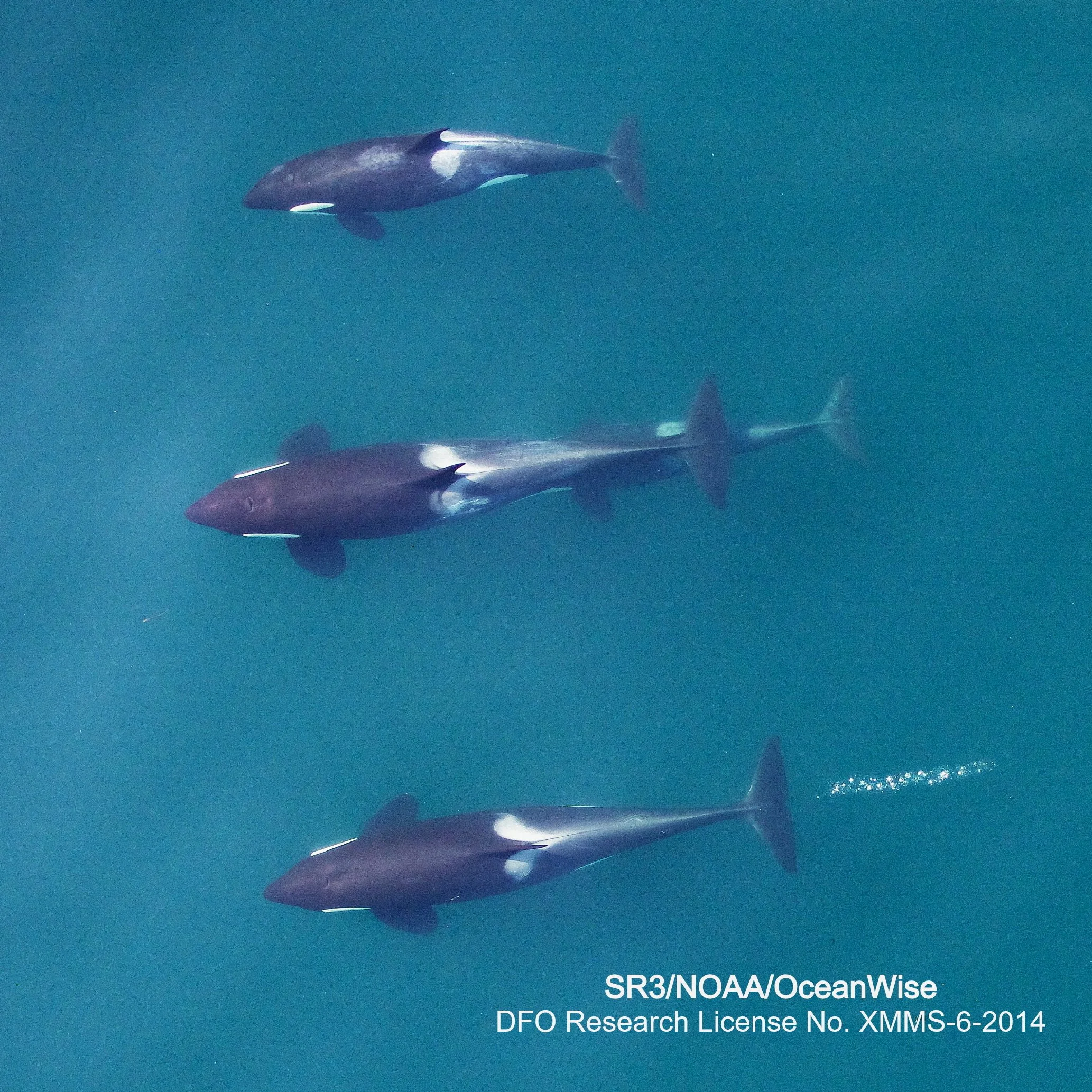 Decadal changes in adult size of salmon-eating killer whales in the eastern North Pacific