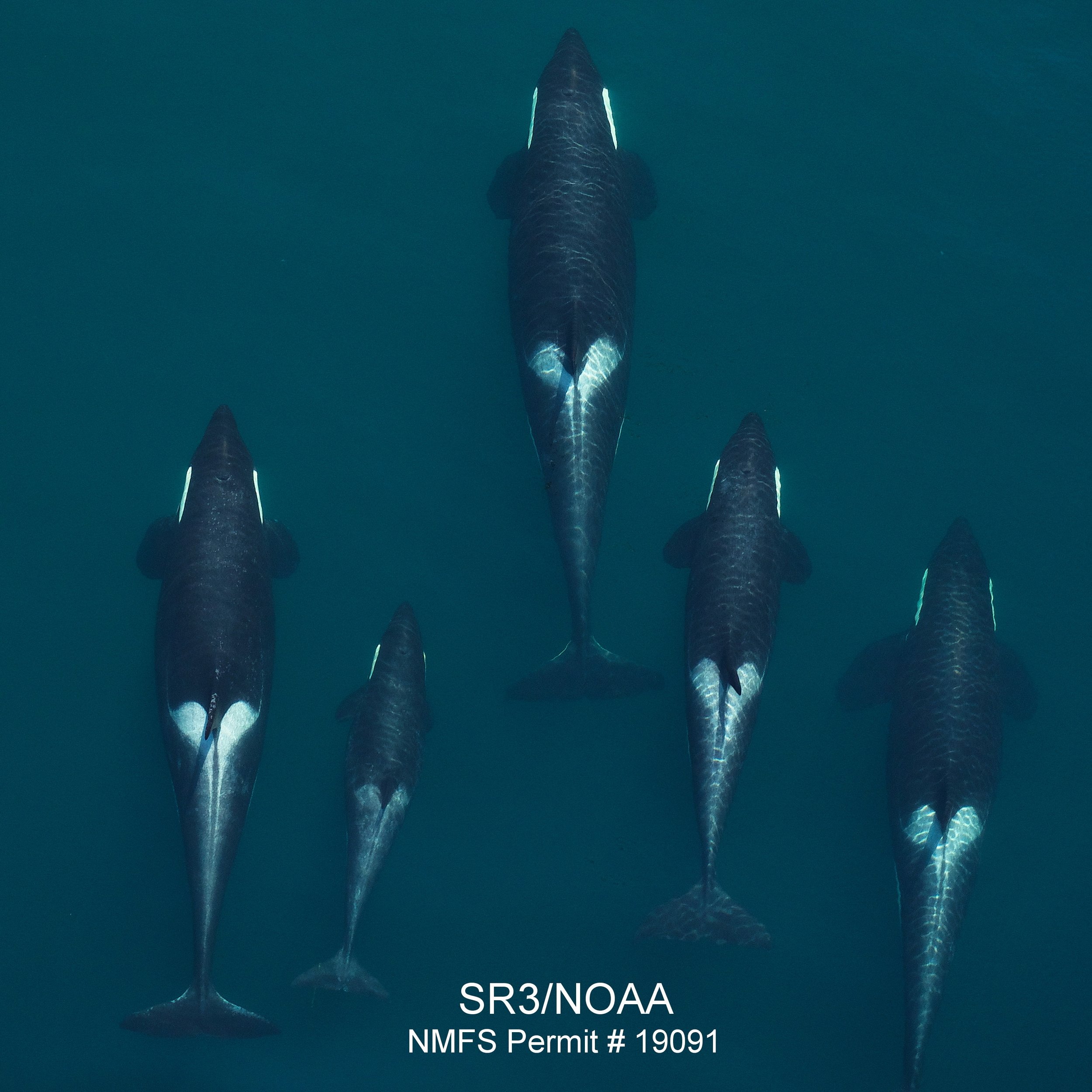 Size and body condition of Southern Resident killer whales