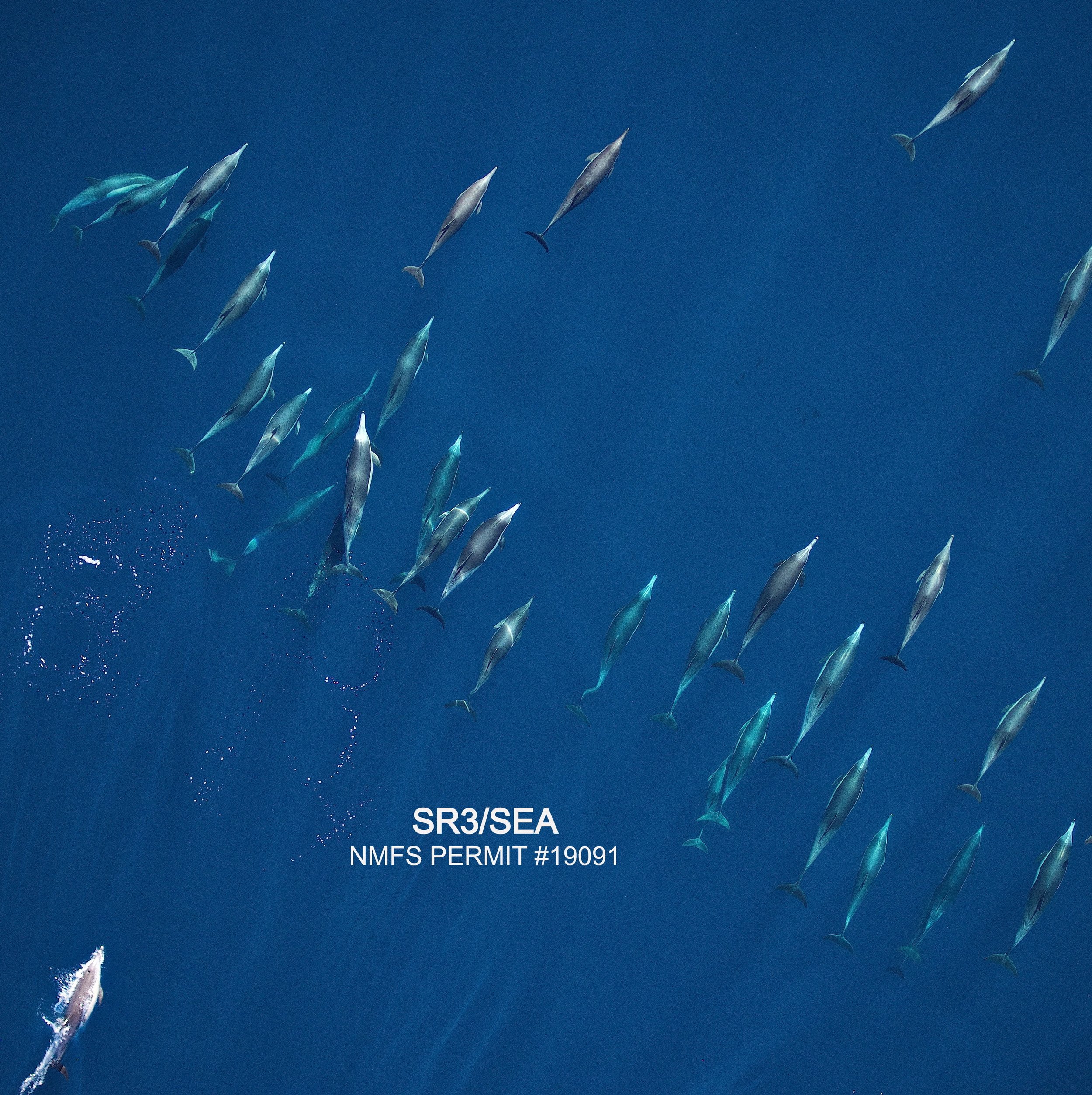 Sexually dimorphic measurements contribute to characterization of group composition