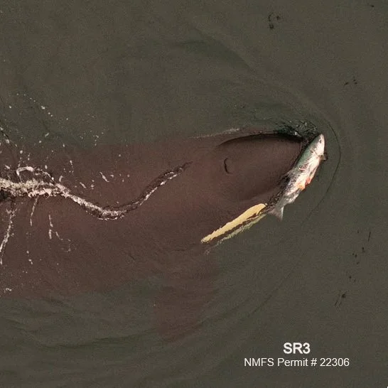 Seasonal health monitoring of SRKWs