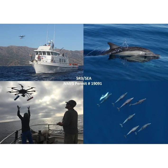 Behavioral Responses of Dolphins to Navy Sonar