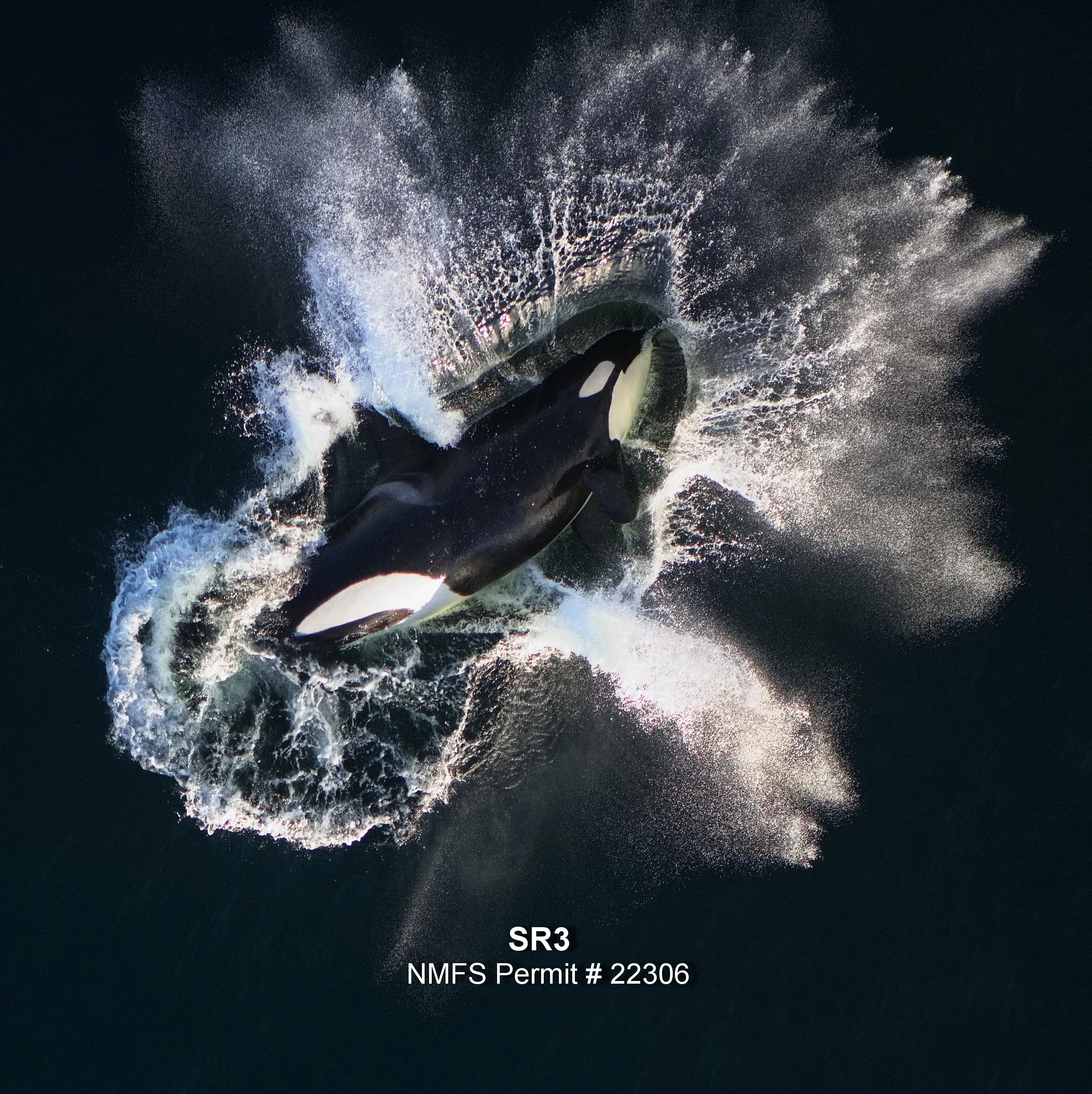 Hot off the camera: aerial images of all three pods and the first health measurements of the newest Southern Resident killer whale calf