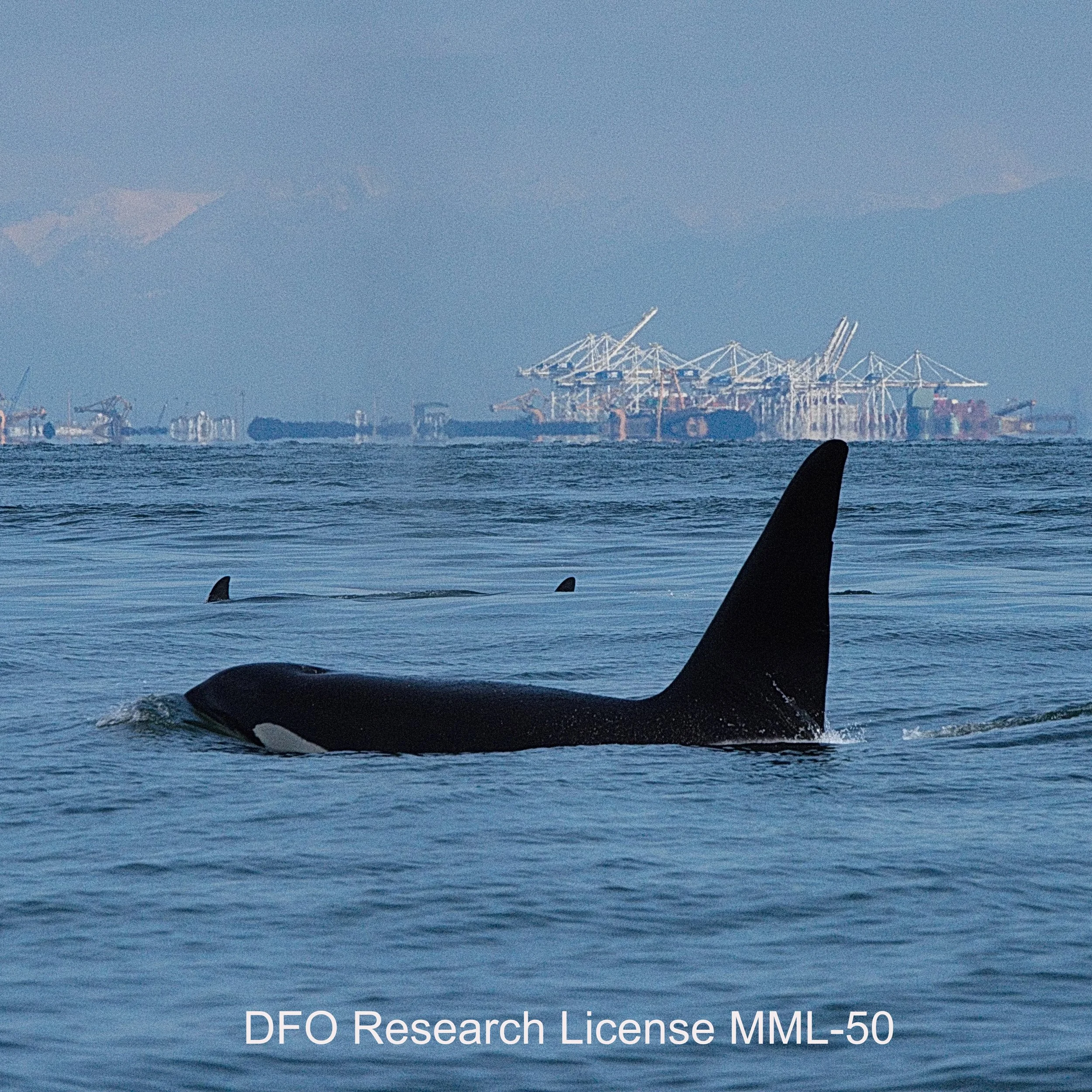 Winter health monitoring update for SRKWs and Bigg’s killer whales