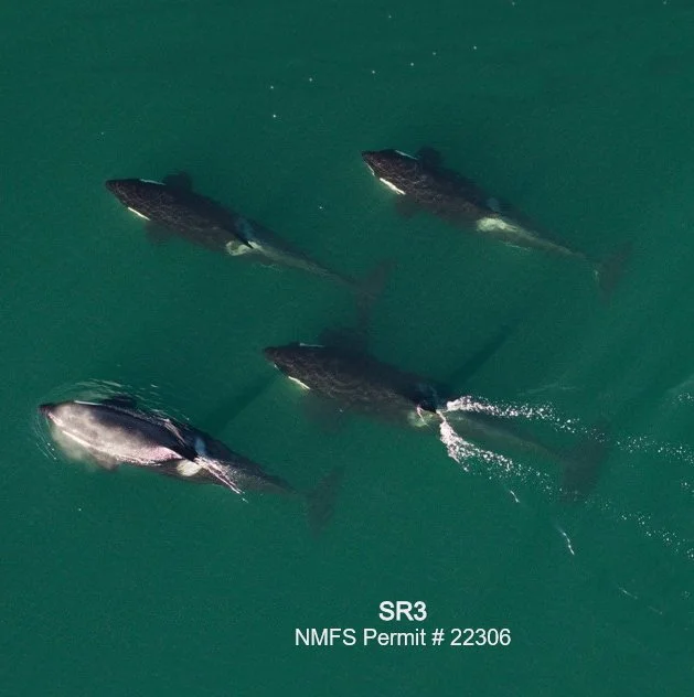 Updating Condition Assessments for Vulnerable Killer Whales