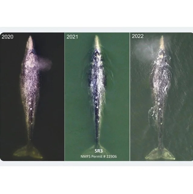 2022 Condition Assessment of “Sounders” Gray Whales