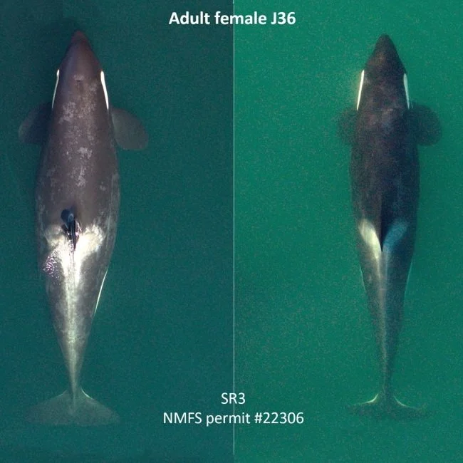 Continued Lost Pregnancies for the Southern Resident Killer Whales
