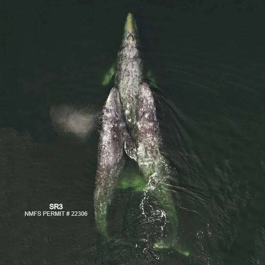 2021 Sounders Health Assessment Complete