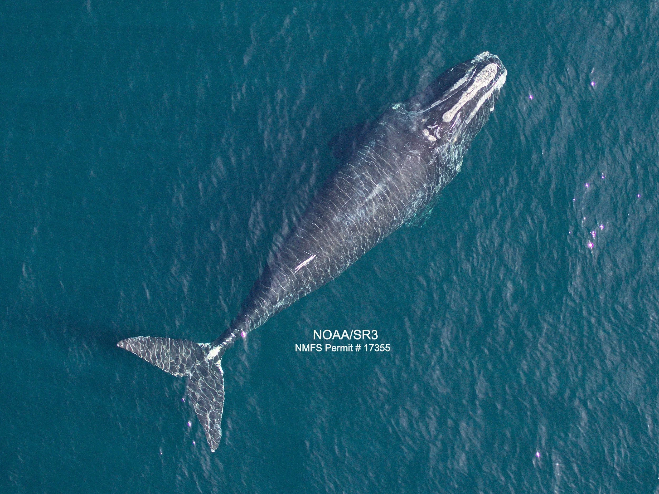 New Publication Highlights Declines in Body Lengths of Critically Endangered North Atlantic Right Whales