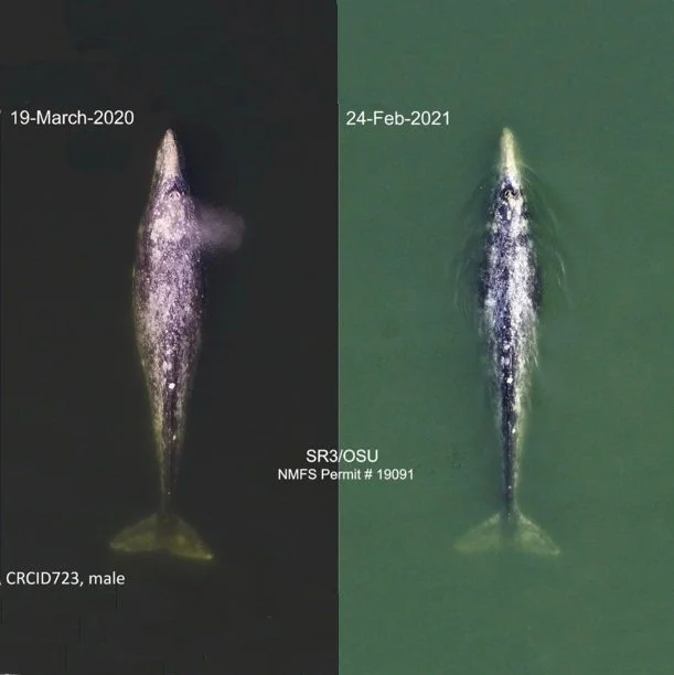 2021 Assessment of “Sounders” Gray Whales