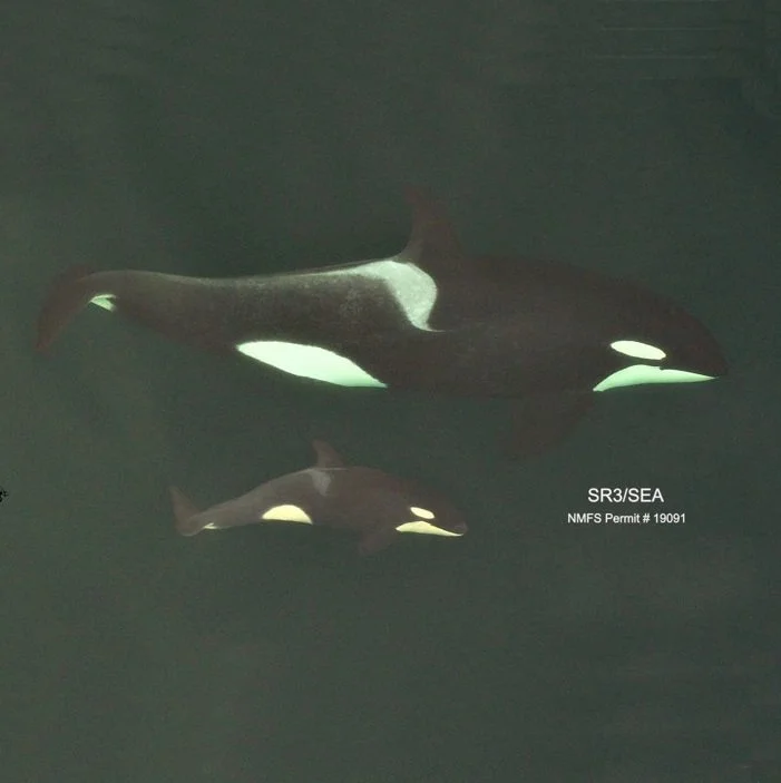 A Successful Year of Killer Whale Health Monitoring!