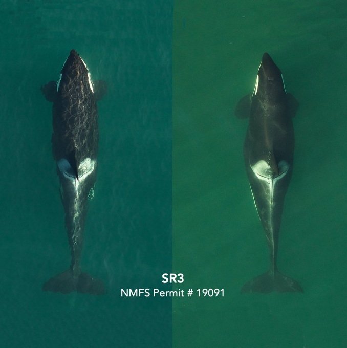 Pregnant Whales Identified Among the Southern Resident Killer Whales