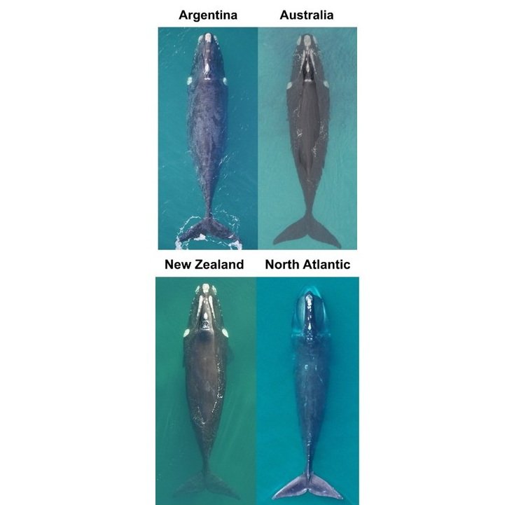 New Publication Highlights the Poor Body Condition of Endangered North Atlantic Right Whales