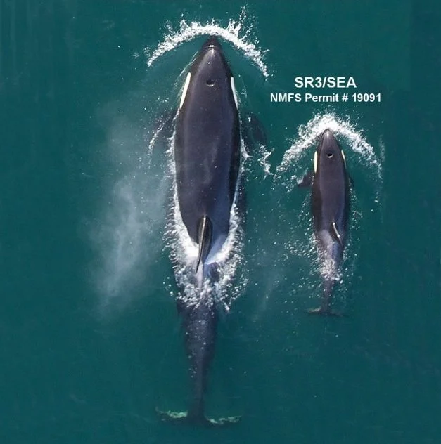 Winter Health Monitoring Update!