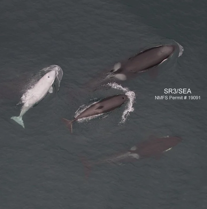 Winter Killer Whale Health Assessment