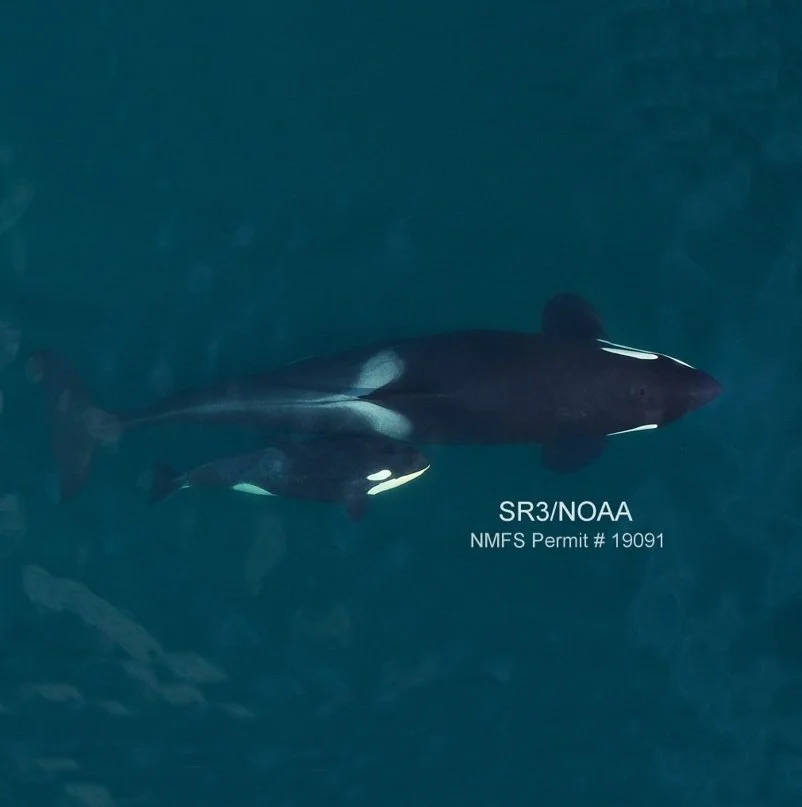 Support for Health Assessments of Southern Resident Killer Whales