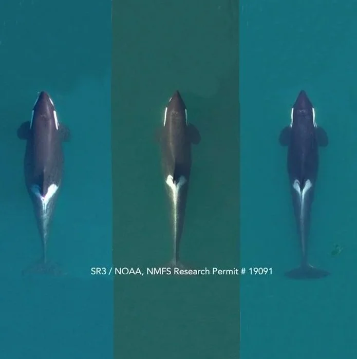Aerial Images Document Southern Resident Killer Whale J17’s Continued Decline