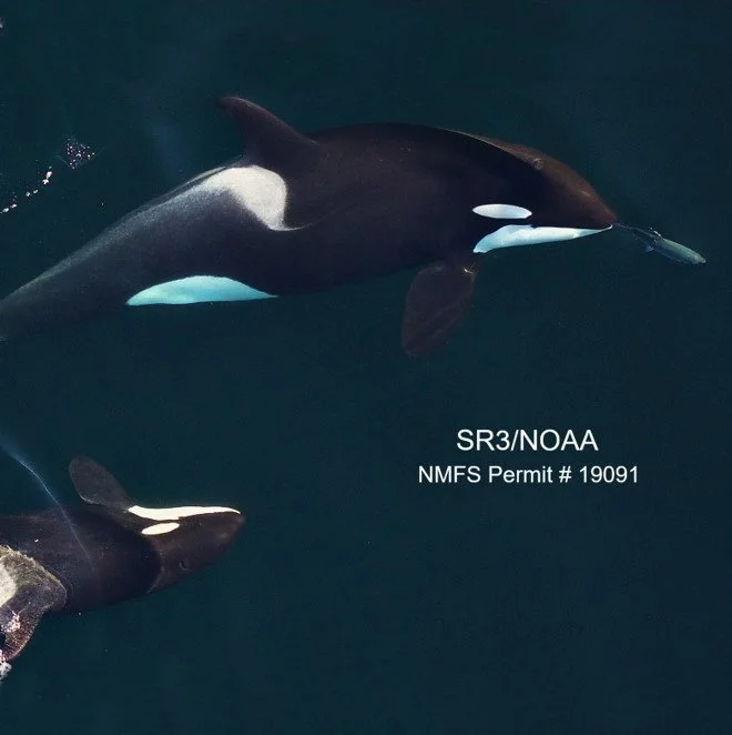 Field Update! Southern Resident Killer Whale Health Assessments